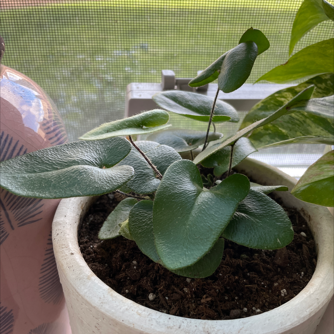 Potted Golden Leather Fern with broad green leaves, visible soil, and no signs of distress.