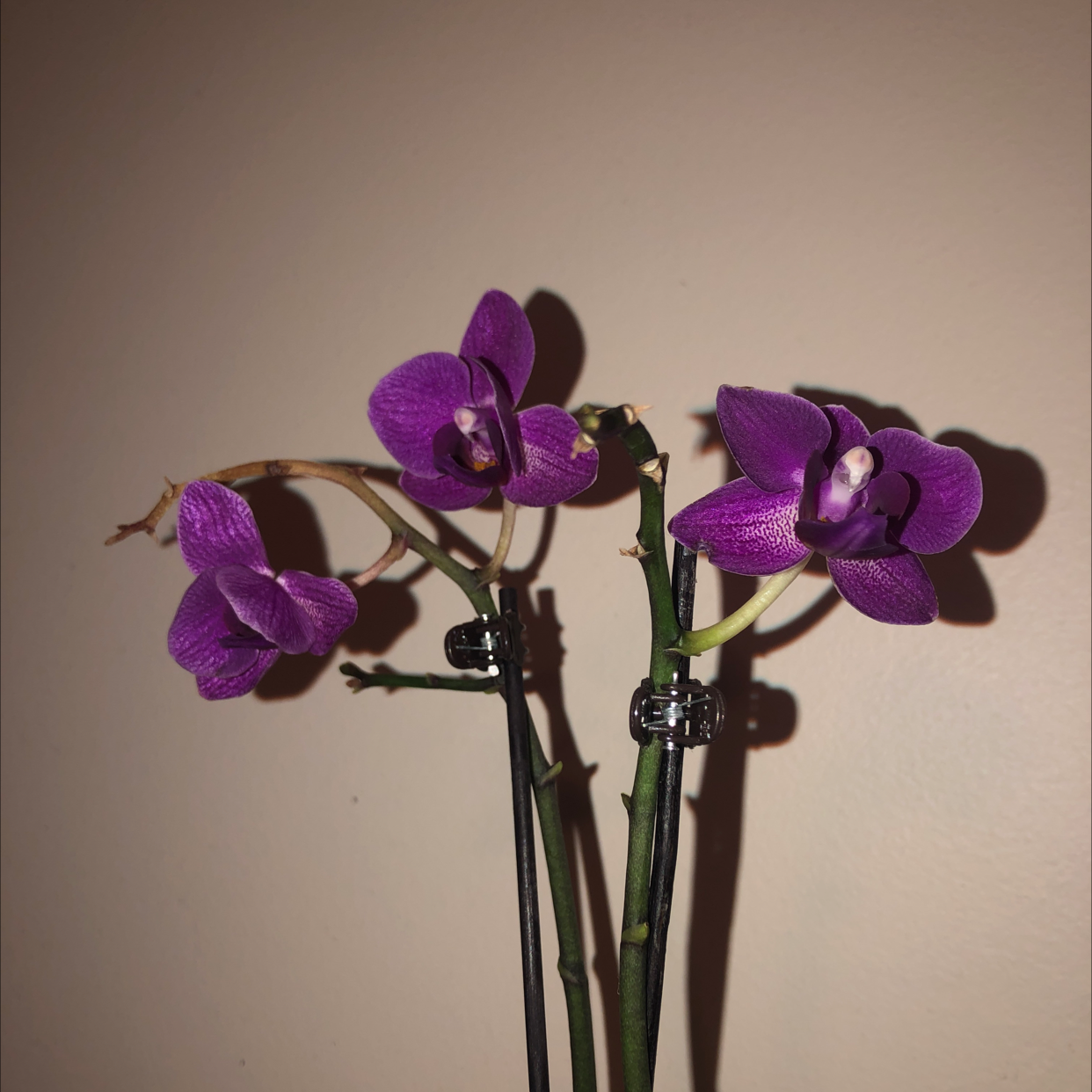 Noble Dendrobium orchid with vibrant purple flowers, appearing healthy.