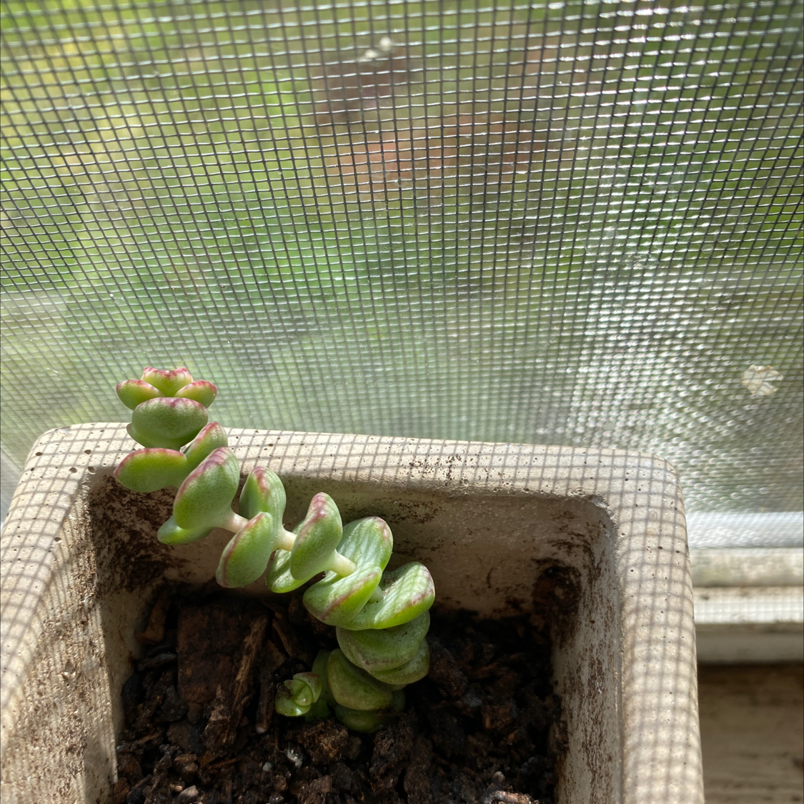 Crassula rupestris plant in a square pot with visible soil and green leaves with reddish tips.