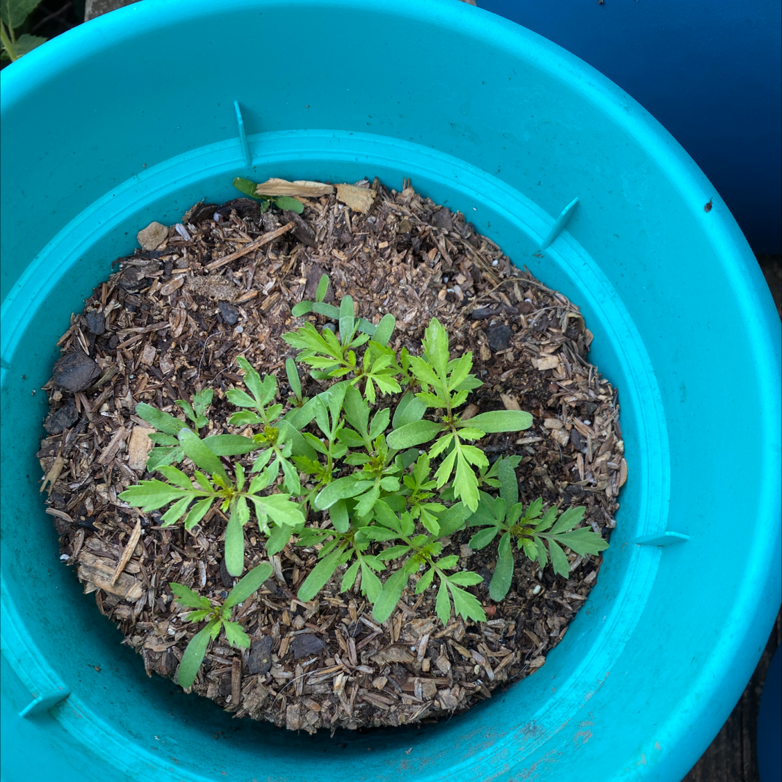 Young African Marigold plant in a blue pot with visible soil.