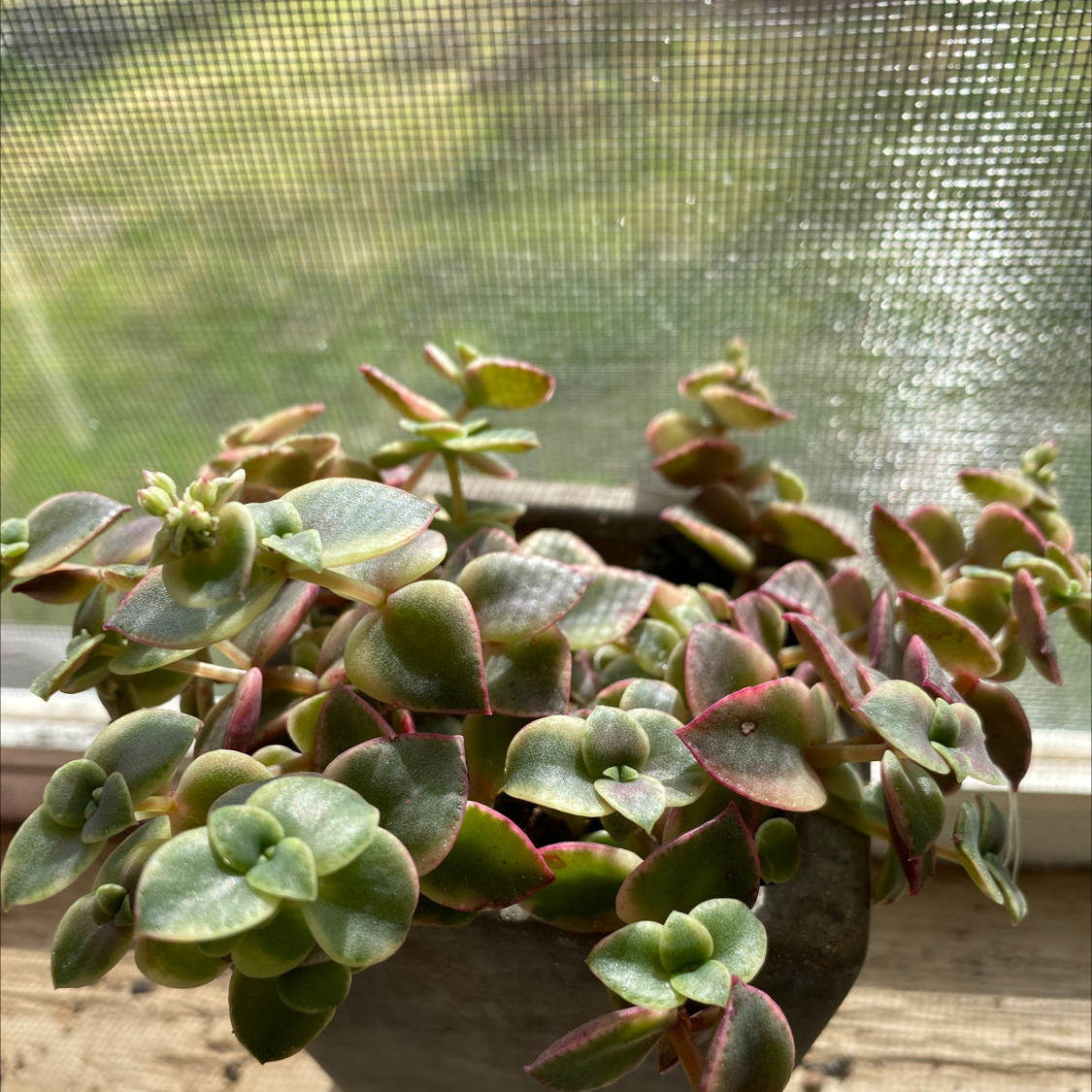 Close-up of a variegated Crassula pellucida succulent plant with heart-shaped pink and green leaves, in good health.
