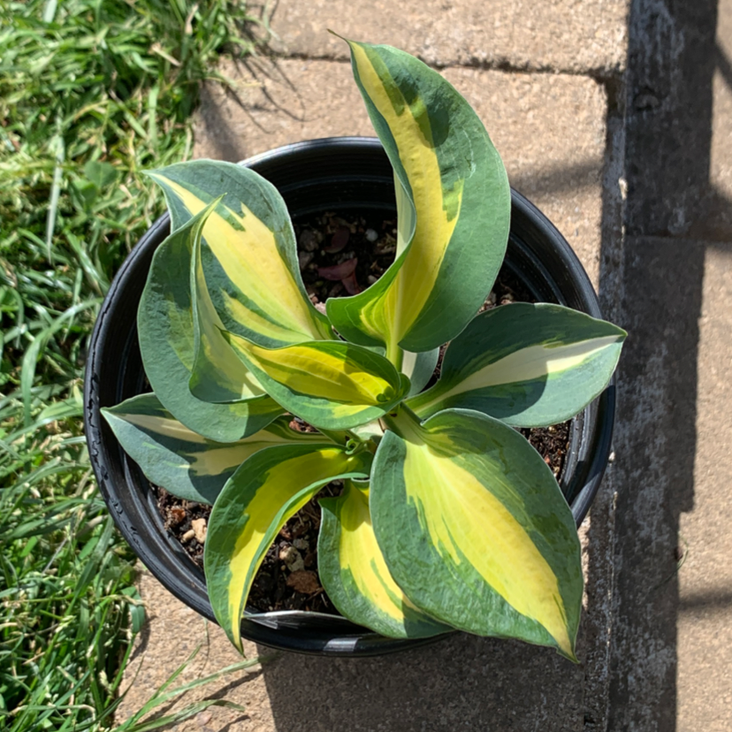 Photo of the plant species Narrow-Leaved Hosta by Amber named phil on Greg, the plant care app