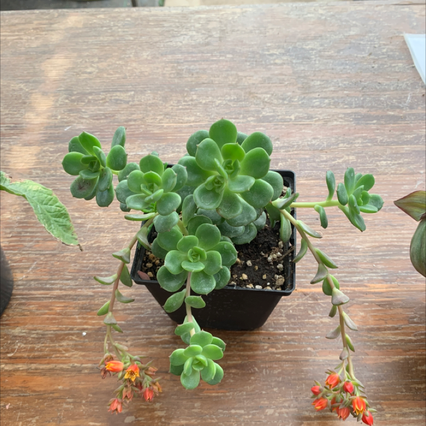Palmer's Sedum in a black pot with green leaves and orange-red flowers.