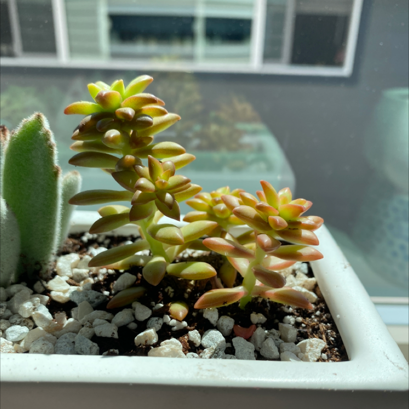 Sedum adolphi 'Golden Glow' plant in a white pot with visible soil.