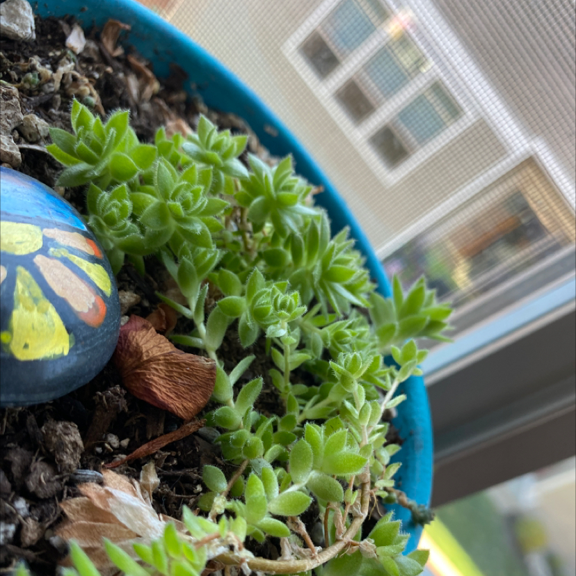 Photo of the plant species Hen and Chicken Fern by @crettemi000 named Echo on Greg, the plant care app