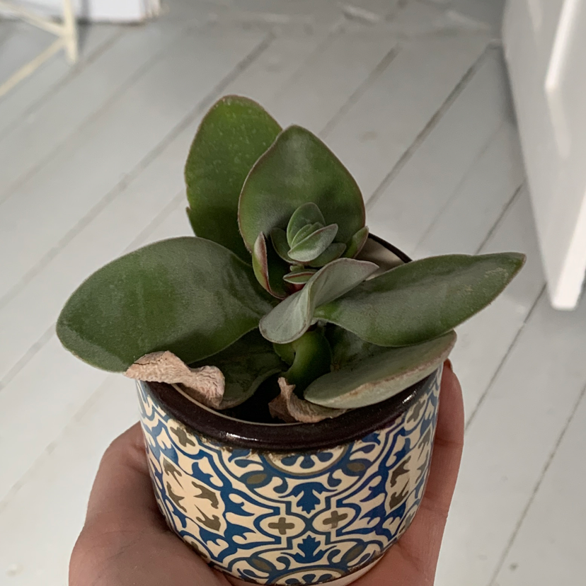 Crassula cotyledonis plant in a decorative pot held by a hand.