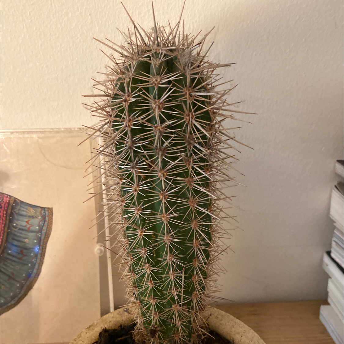 Photo of the plant species Saguaro by @cordswires named Cactus Two on Greg, the plant care app