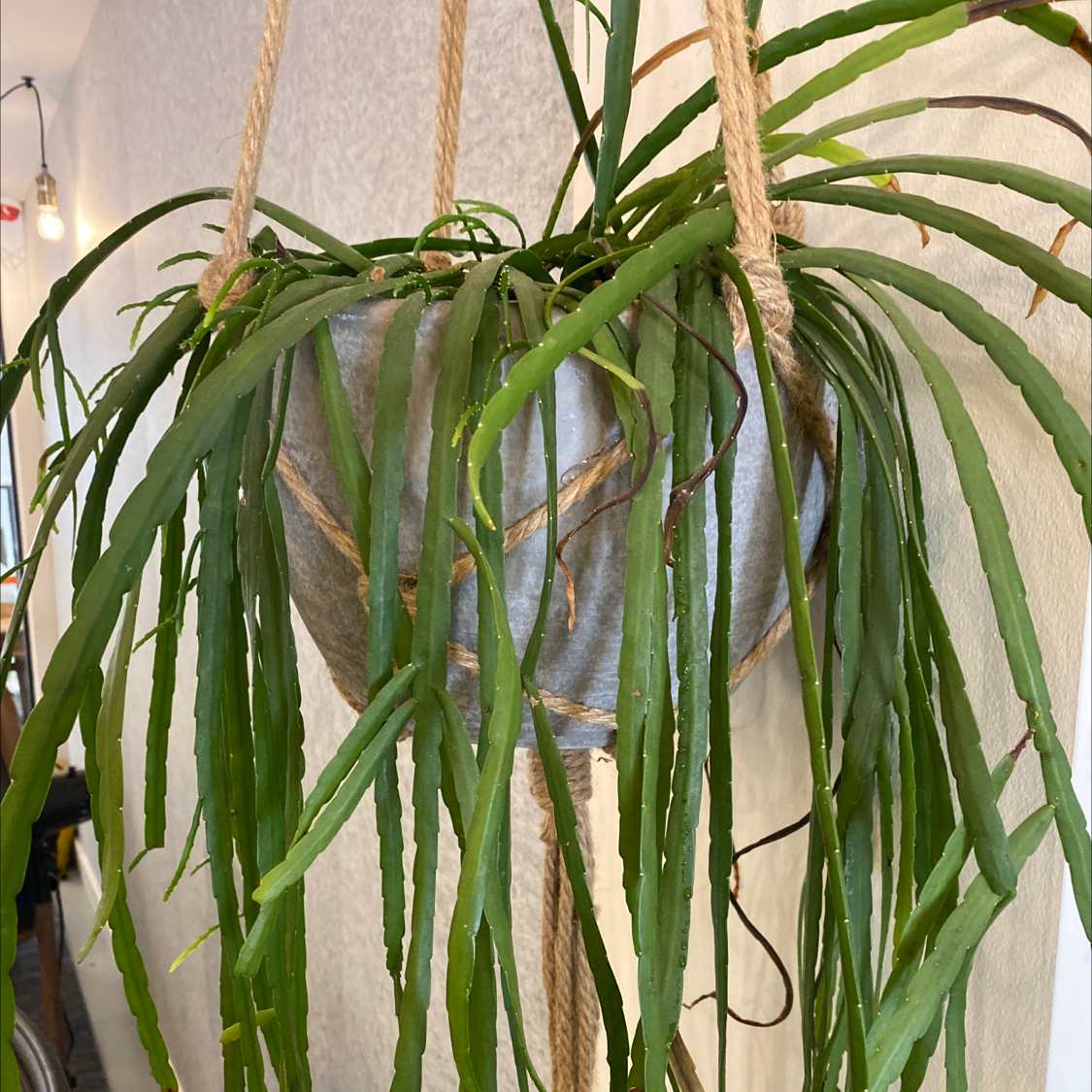 Hanging Rhipsalis paradoxa plant with long, green stems in a pot.