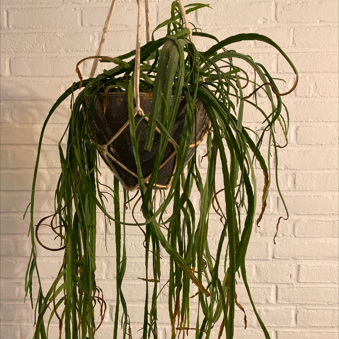 Hanging Rhipsalis paradoxa plant with long, thin stems and some browning tips.