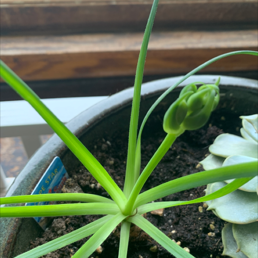 Frizzle Sizzle plant in a pot with visible soil and a developing flower bud.