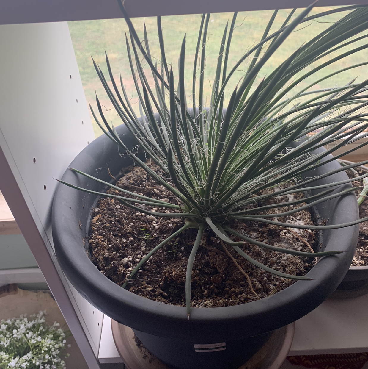 Potted Twin-Flowered Agave plant indoors near a window with visible soil.