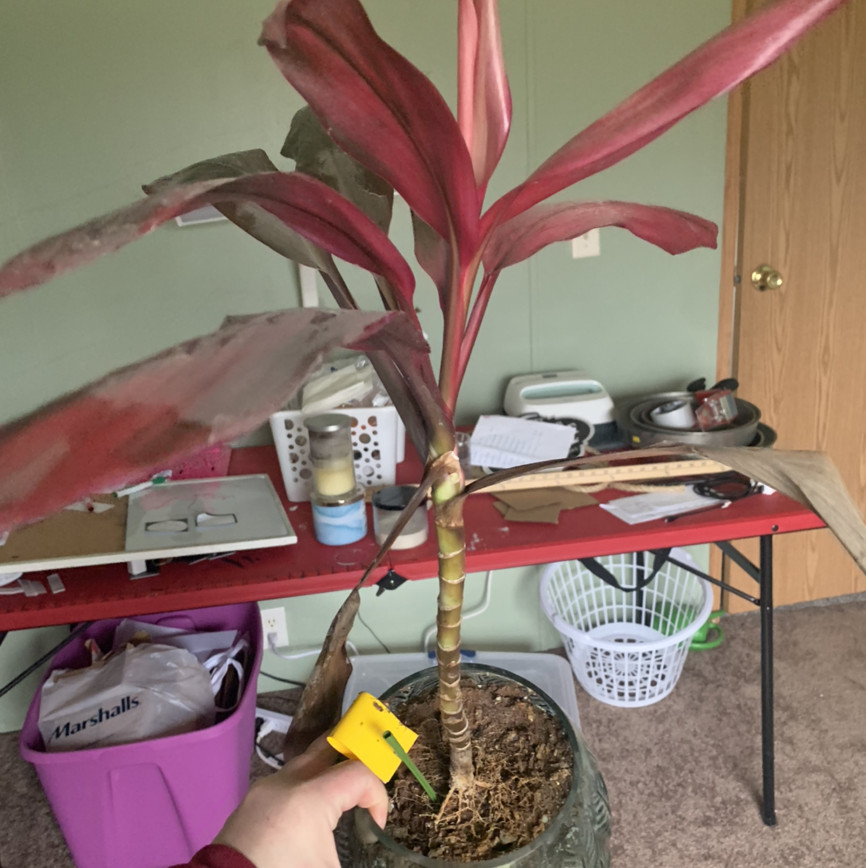 Healthy Ti plant with vibrant red and green leaves on a table with household items. The plant shows no signs of discoloration or disease.