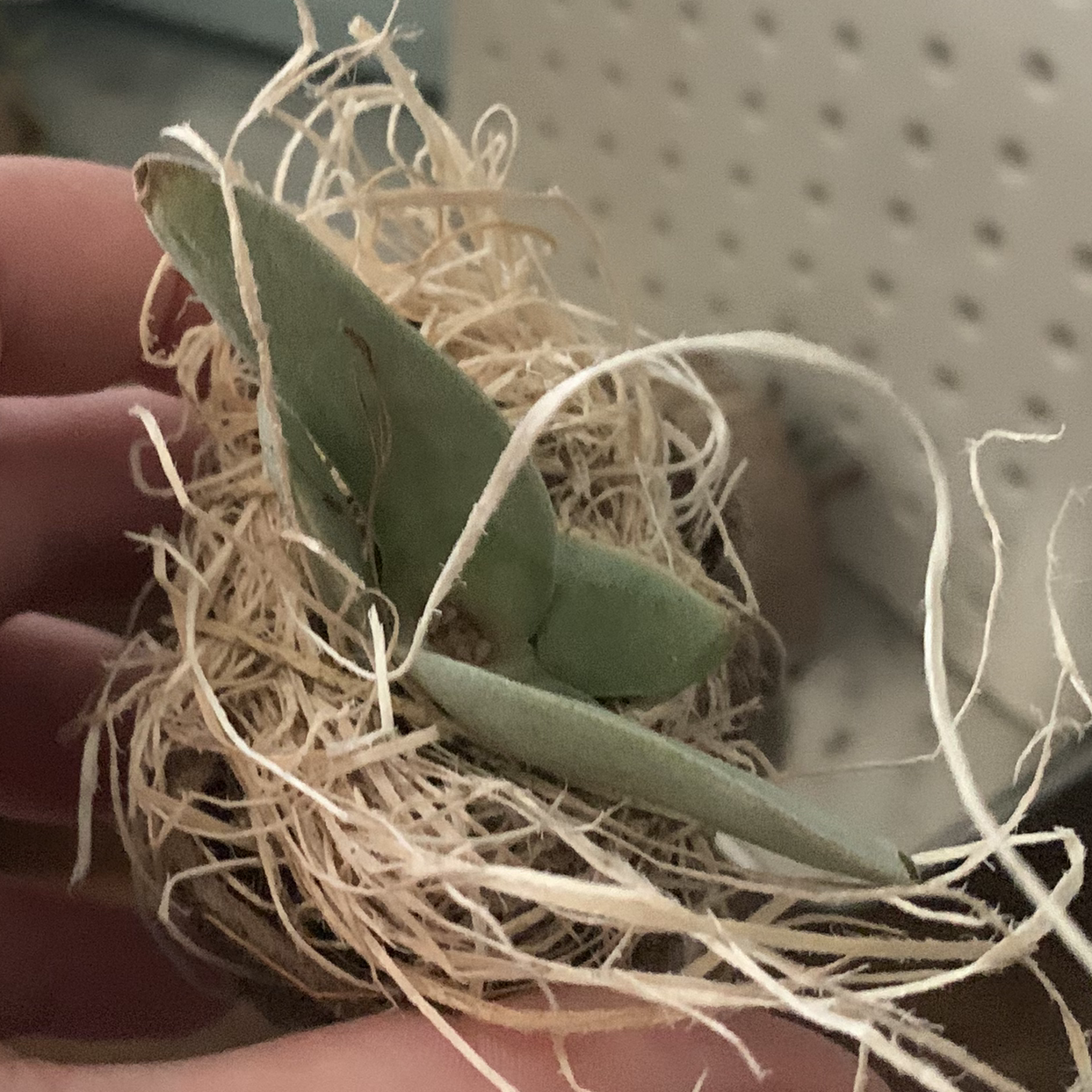 Propeller Plant with green leaves in straw-like material, held by a hand.