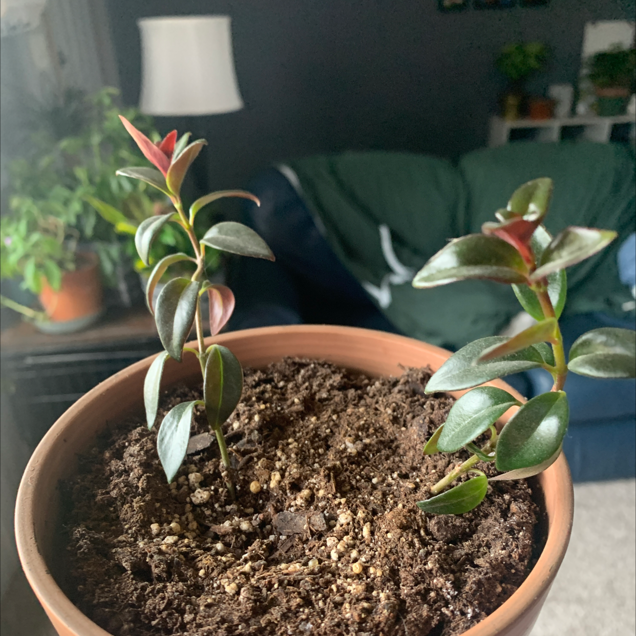Potted Goldfish Plant with healthy green leaves and new red growth.
