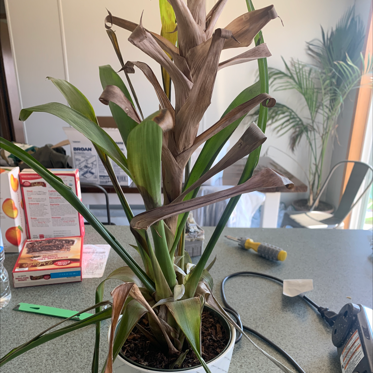 Healthy Ti plant with long, slender burgundy leaves growing upright in a container indoors.