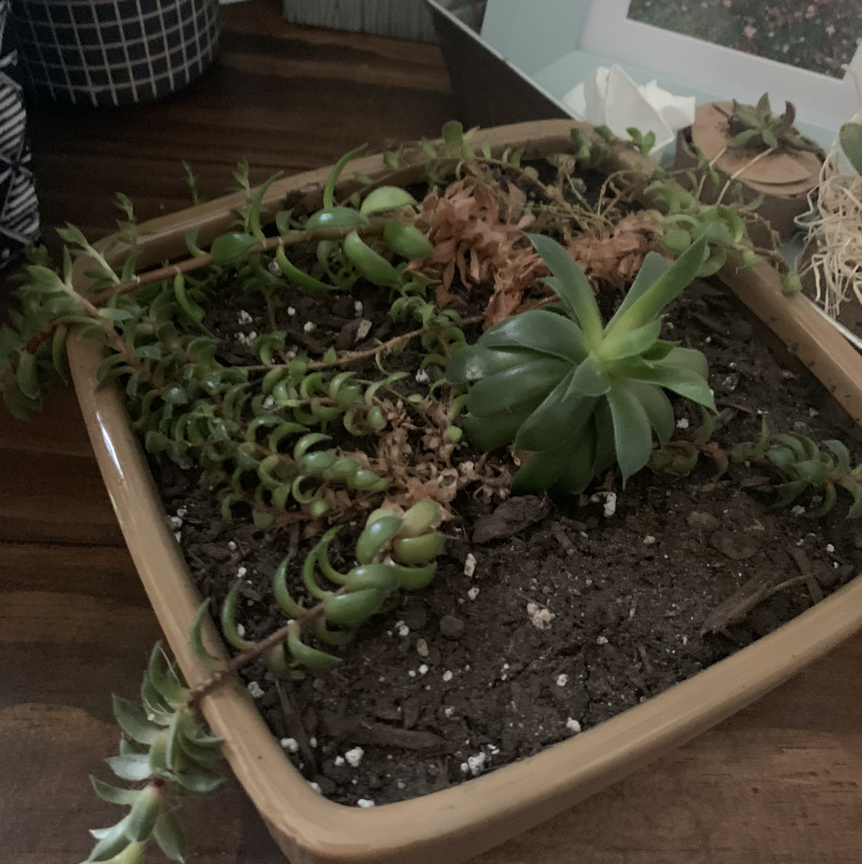 Photo of the plant species Echeveria 'Green Prince' by Allison named Helen on Greg, the plant care app