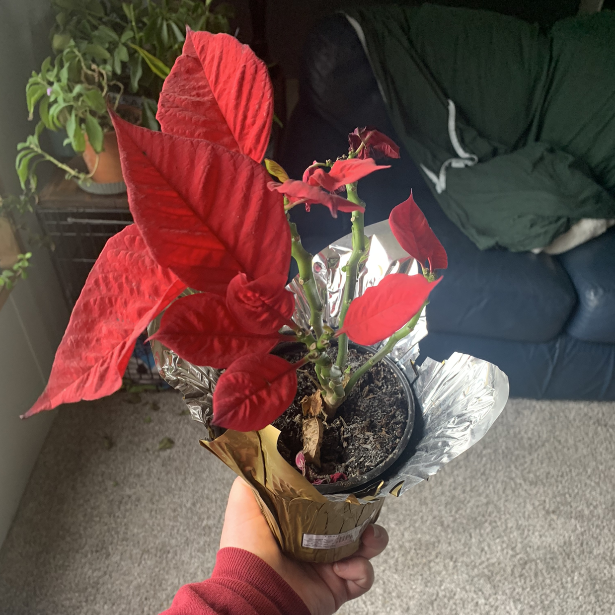 Poinsettia plant with red leaves in a small pot, held by a hand.