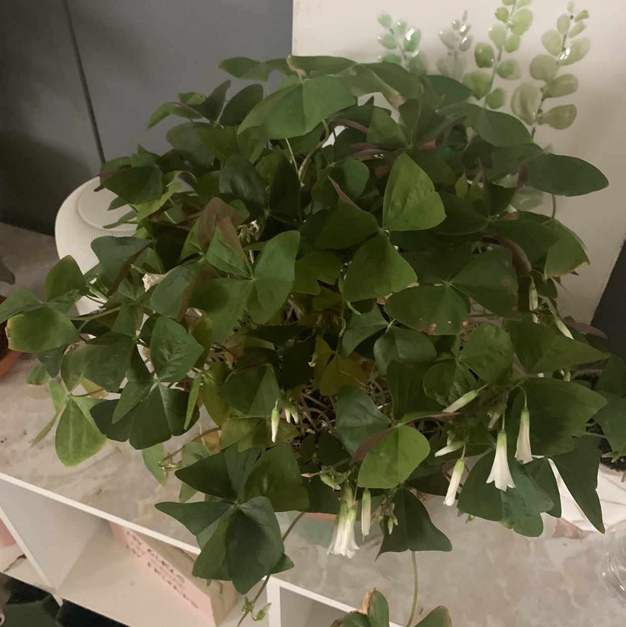 Healthy purple shamrock plant with lush green leaves in a white pot, no signs of disease or distress.