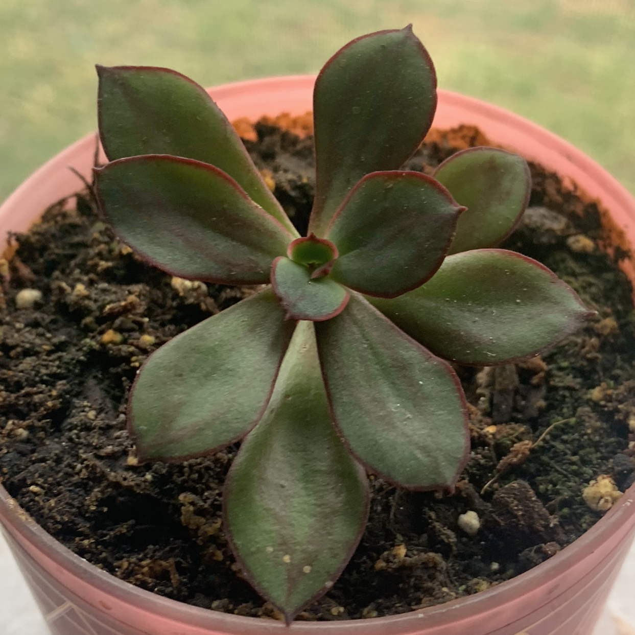 Painted Echeveria plant in a pink pot with visible soil, appears healthy.