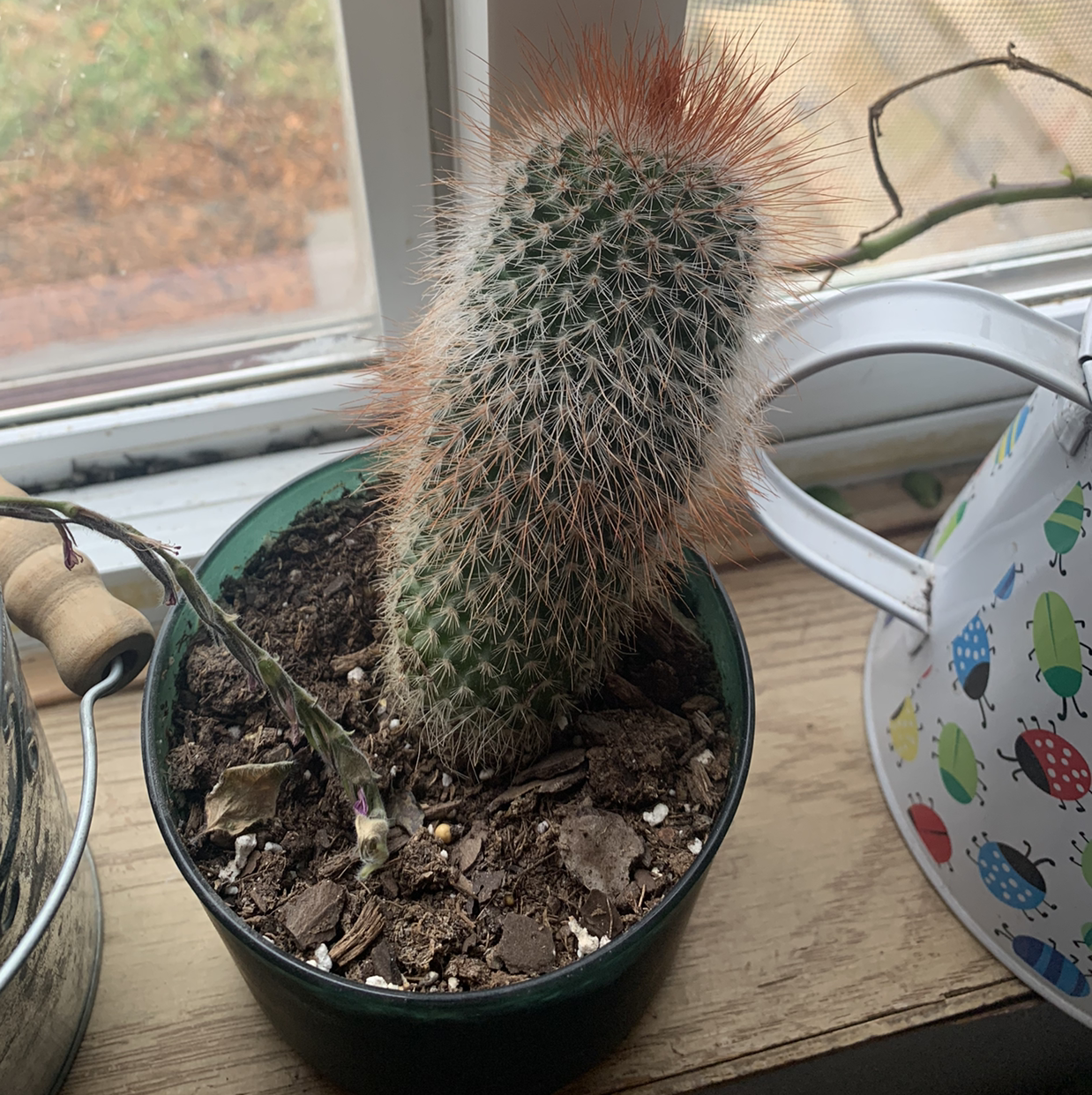 Texas Rainbow Cactus in a pot on a windowsill, with visible soil and no flowers.
