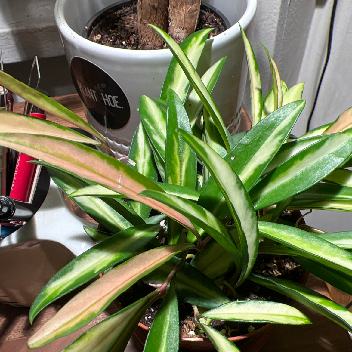 Variegated Hoya kentiana plant with healthy, elongated variegated leaves in a pot.