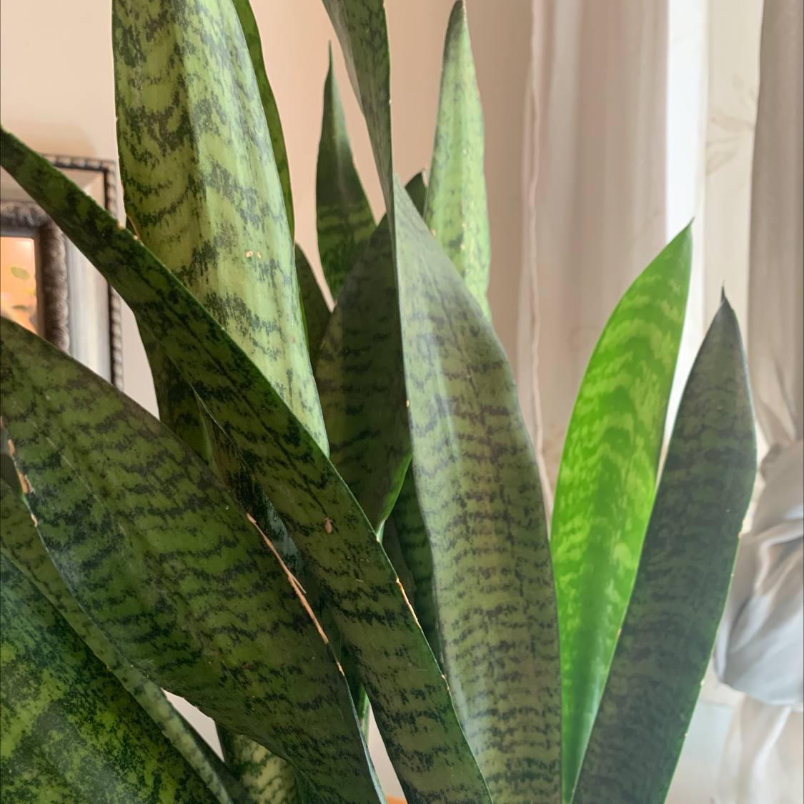 Zeylanica Snake Plant with upright green patterned leaves, appears healthy.