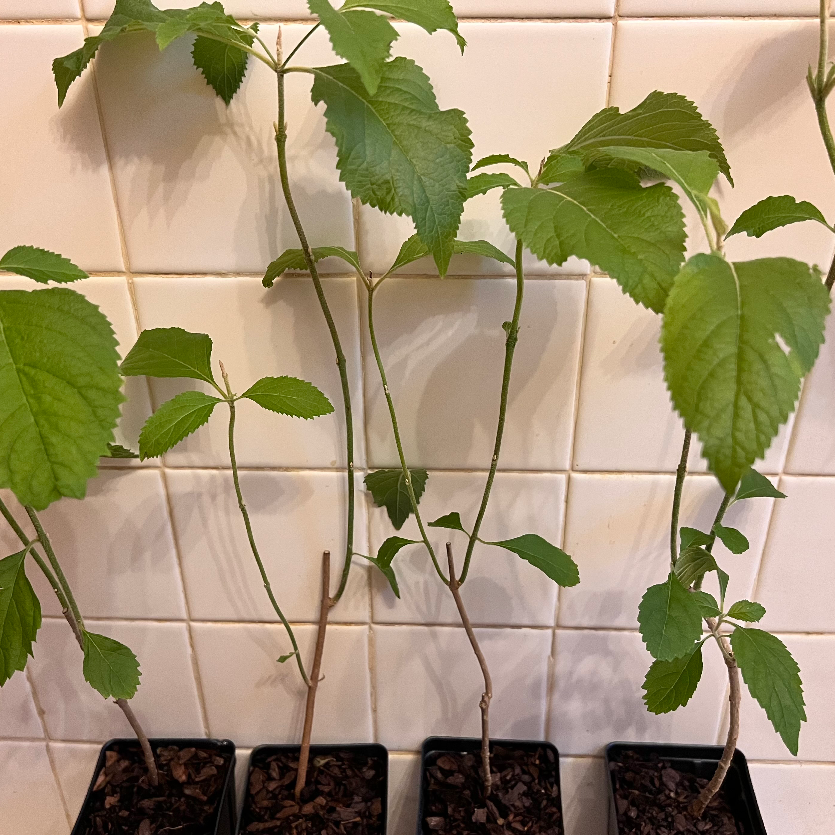 Several young Beautyberry plants in small pots against a tiled background.