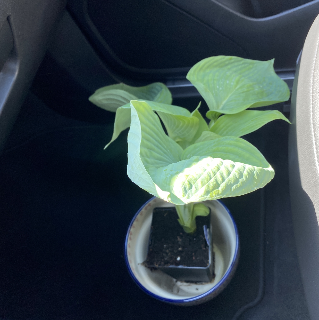 Potted Siebold's Plantain Lily with broad green leaves inside a vehicle.