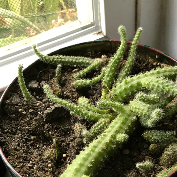 Rat Tail Cactus in a pot near a window with visible soil.