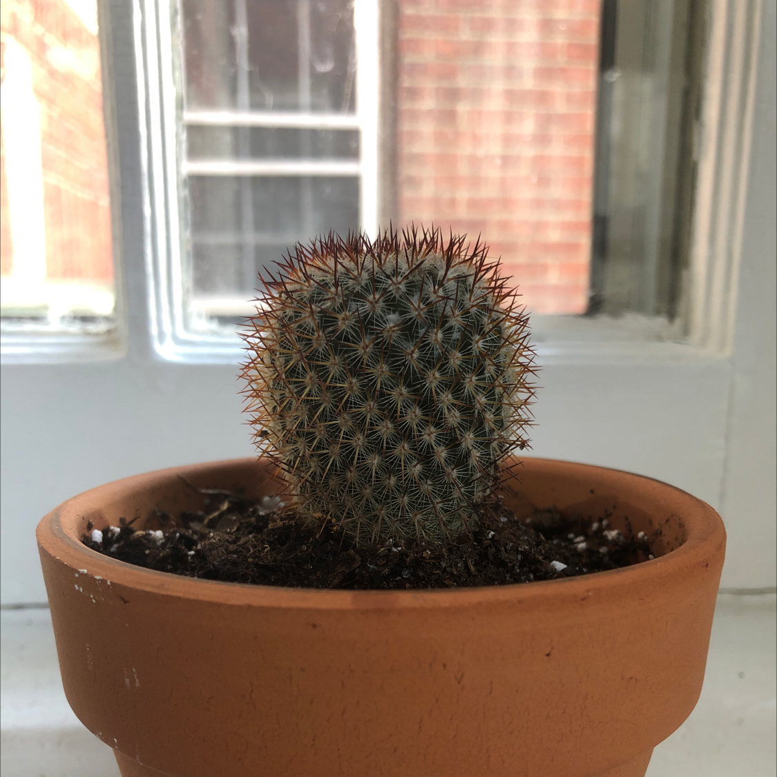 Spiny Pincushion Cactus in a terracotta pot on a windowsill.