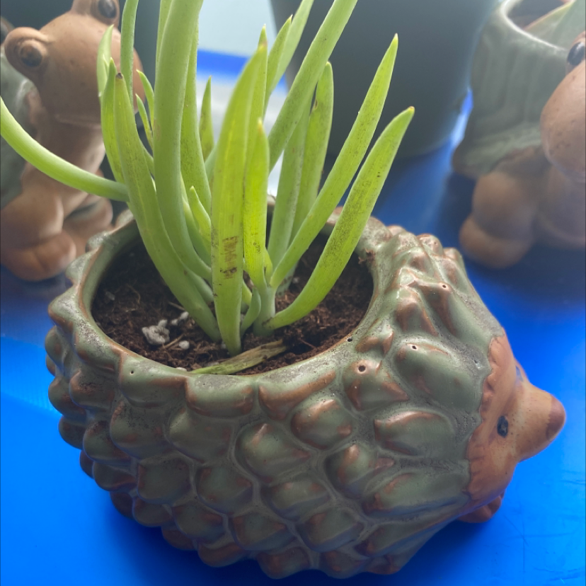 Photo of the plant species Devil's Horns by @ava named willow 🍀🍄 on Greg, the plant care app