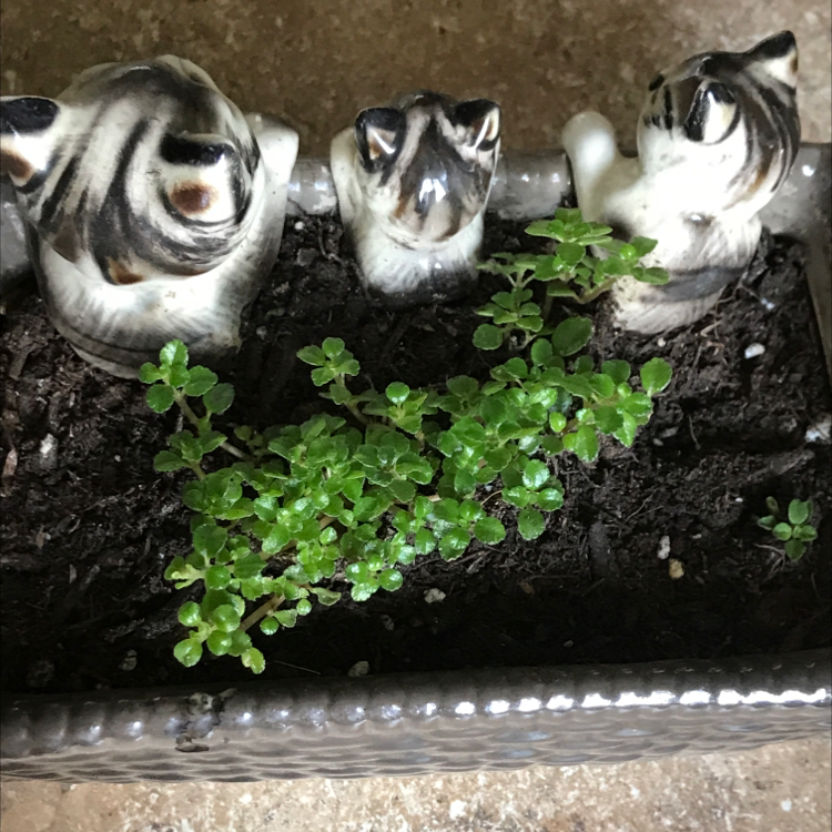 Three healthy Pilea Baby Tears plants densely packed in small pots, creating a lush green carpet effect.