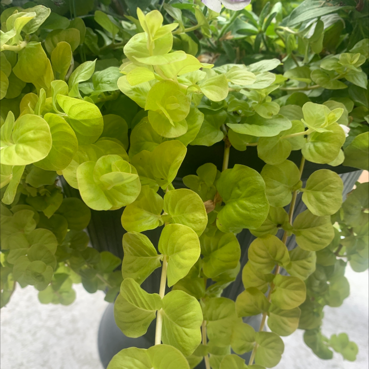 Healthy Creeping Jenny plant with vibrant green leaves growing in a pot.