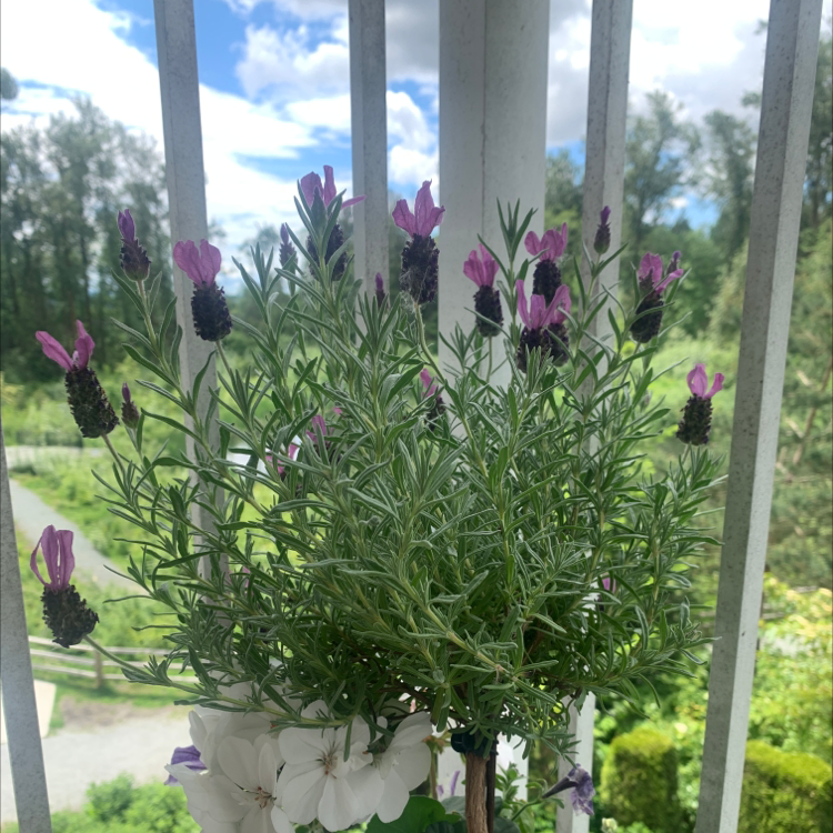 Lavender plant with purple flowers in a pot, scenic outdoor background.