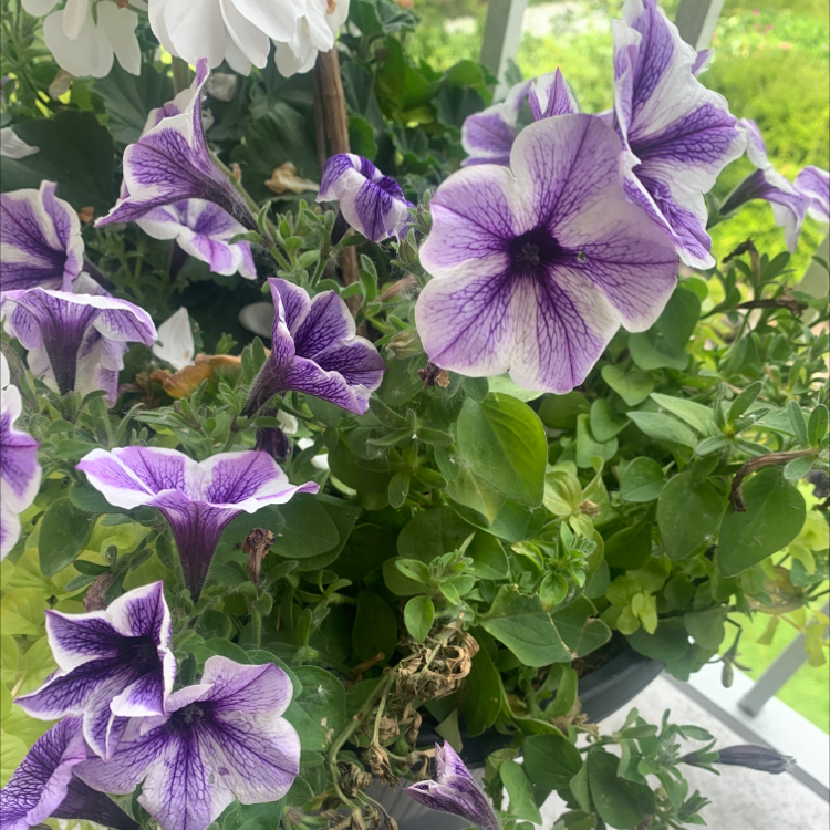 Large White Petunia plant with purple and white flowers, some minor leaf browning.