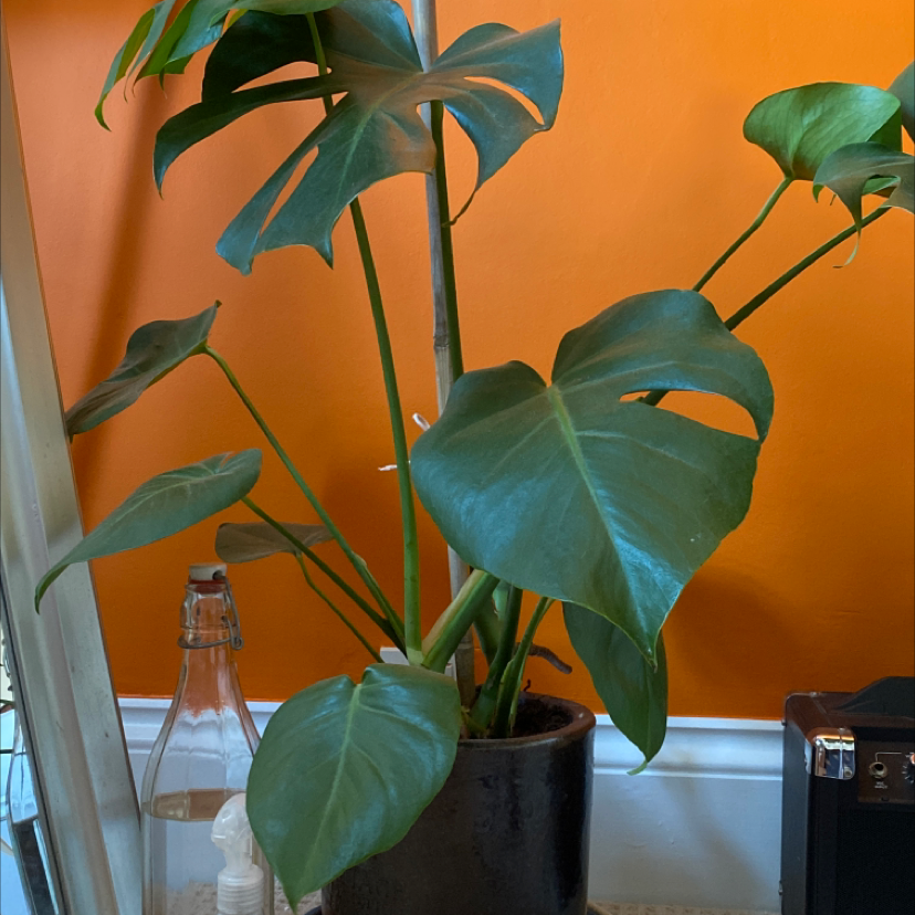 Monstera plant photo by @n4t4lie named keanu leaves on Greg, the plant care app.