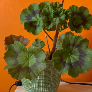 Zonale Geranium plant photo by @n4t4lie named martin on Greg, the plant care app.