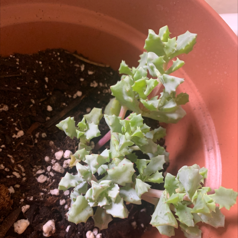 Deltoid-Leaved Dew Plant in a pot with visible soil, healthy leaves, and no flowers.