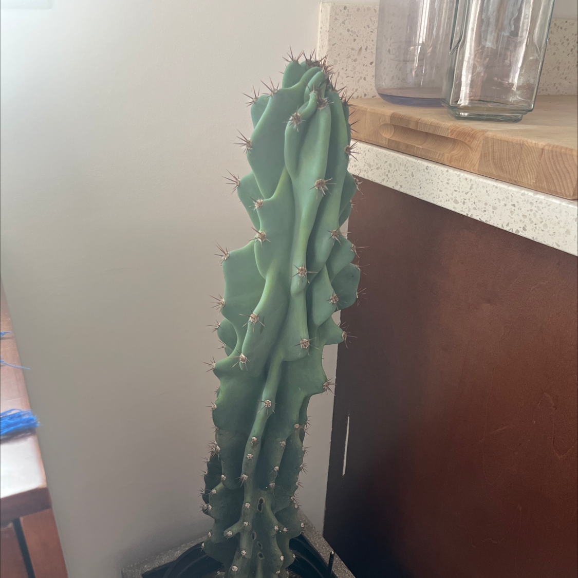 Blue Myrtle Cactus indoors on a countertop, healthy with no visible issues.