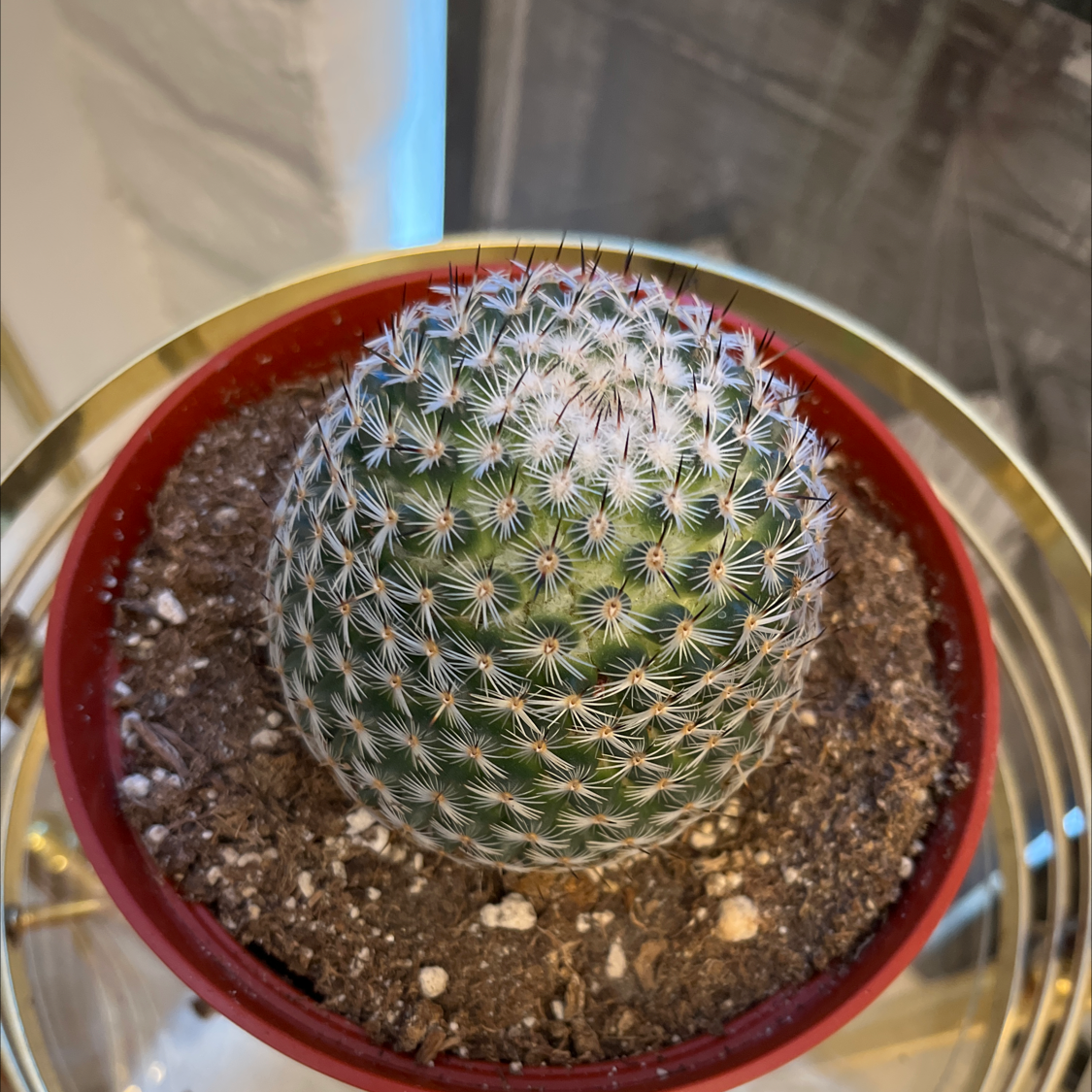 Mammillaria Haageana cactus in a red pot with visible soil, appears healthy.