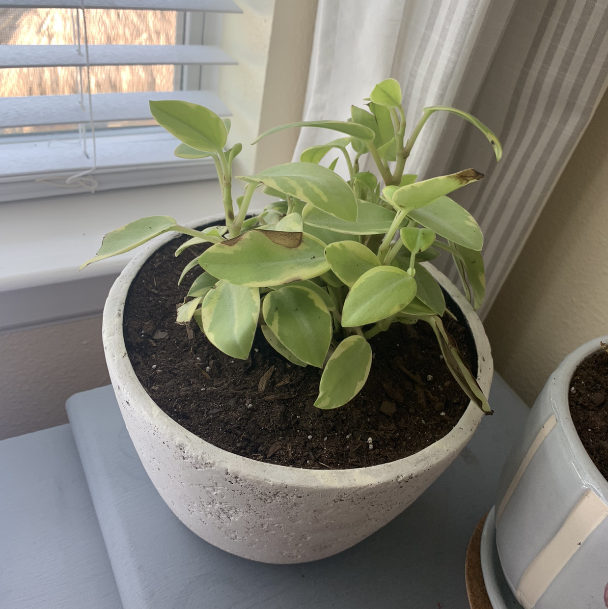 Photo of the plant species Variegated Teardrop Peperomia by @Paytunia named George on Greg, the plant care app