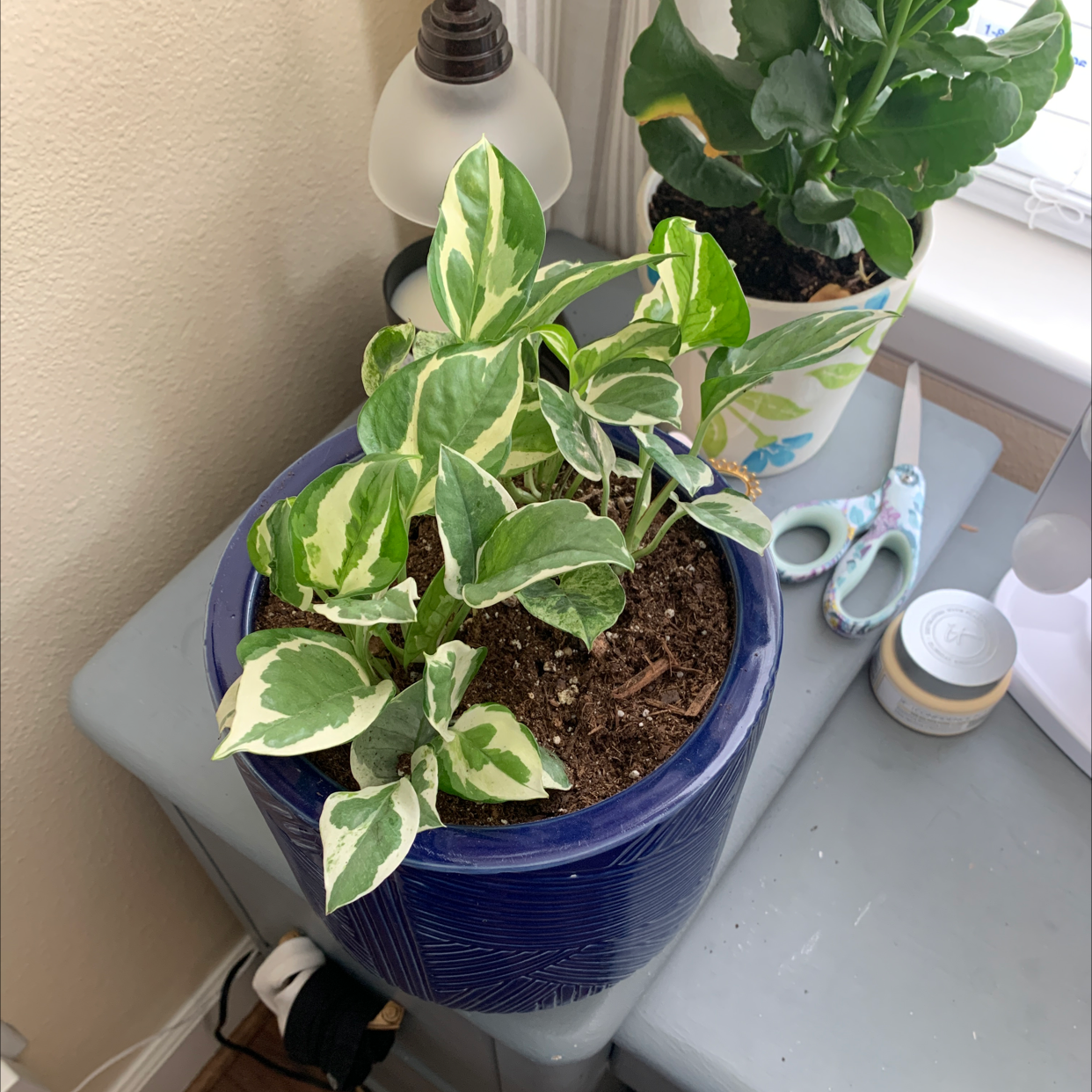 Pothos N' Joy plant in a blue pot with variegated leaves, another plant in the background.