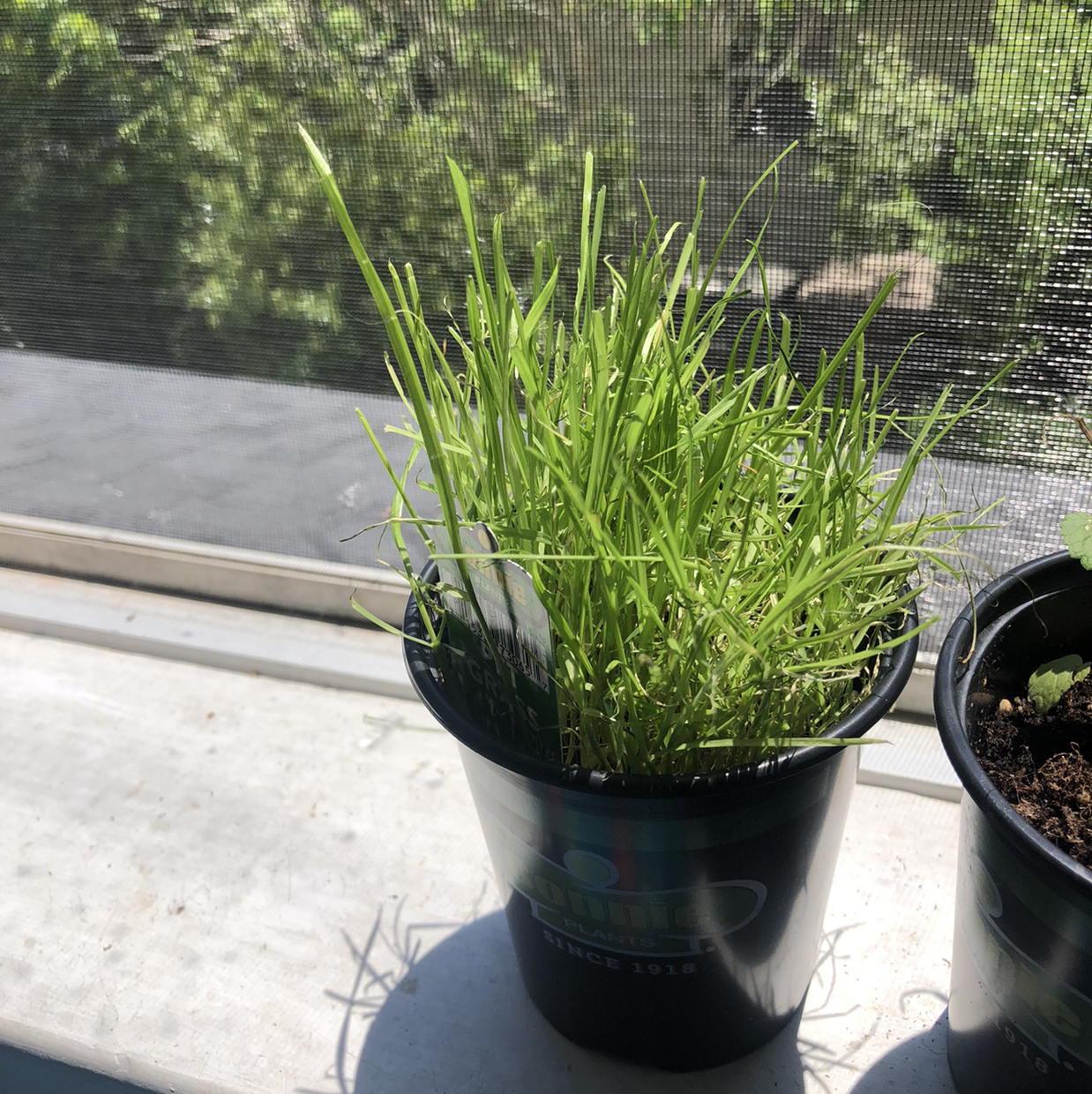 Potted wheatgrass plant on a windowsill with vibrant green leaves.