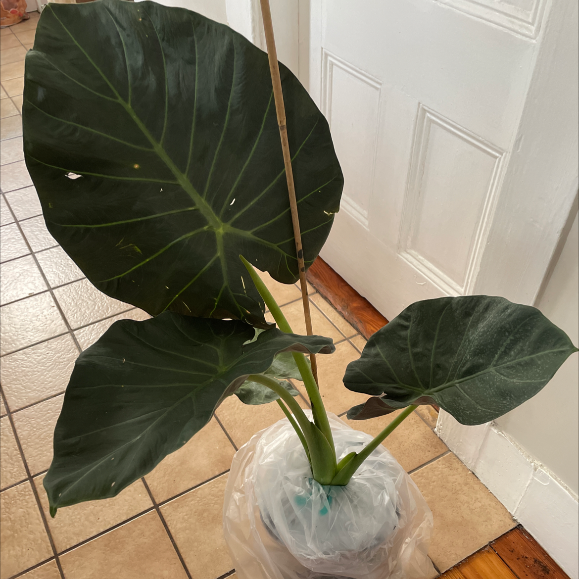 Alocasia 'Regal Shields' plant with large, dark green leaves indoors on a tiled floor.
