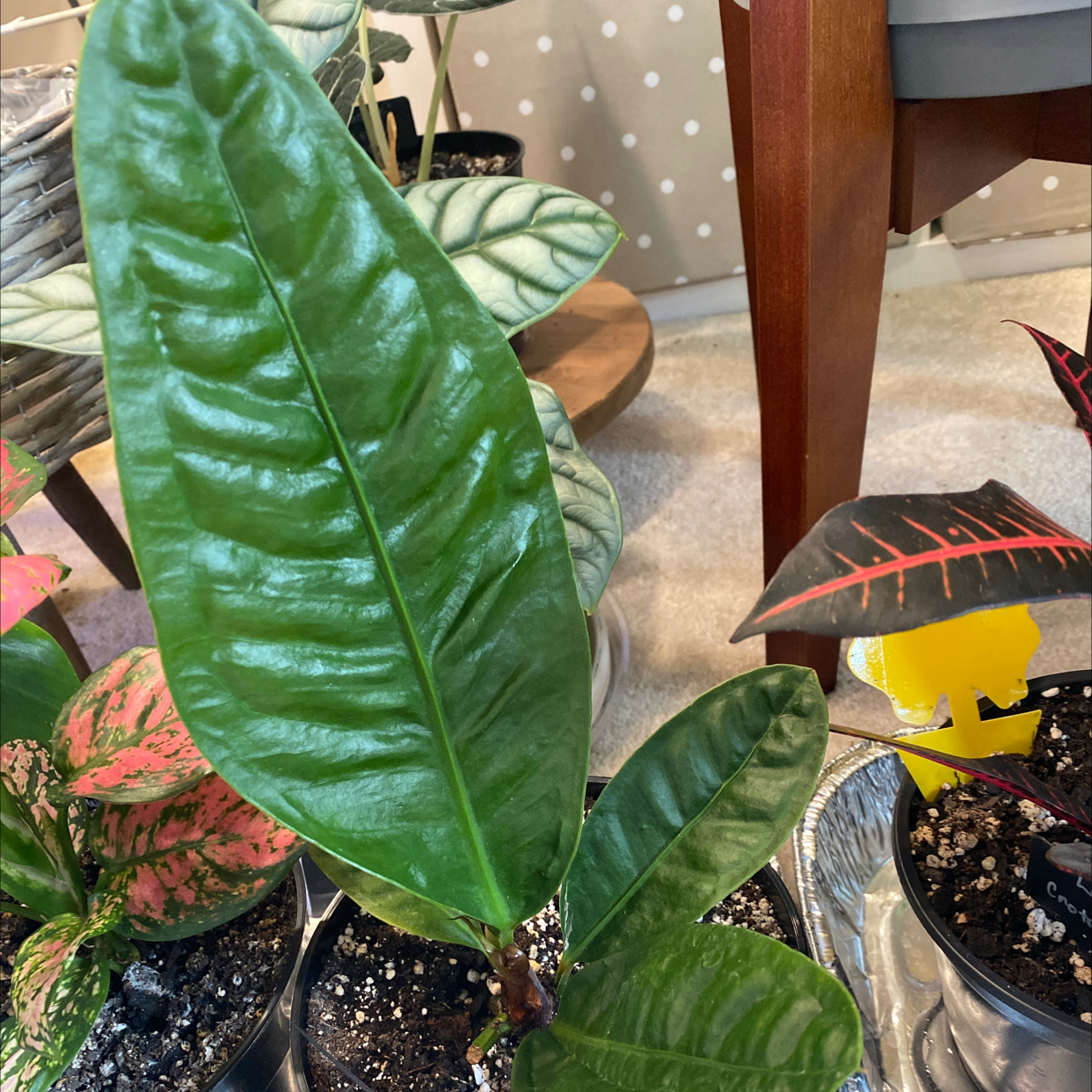 Anthurium superbum plant with vibrant green leaves, well-cared for.