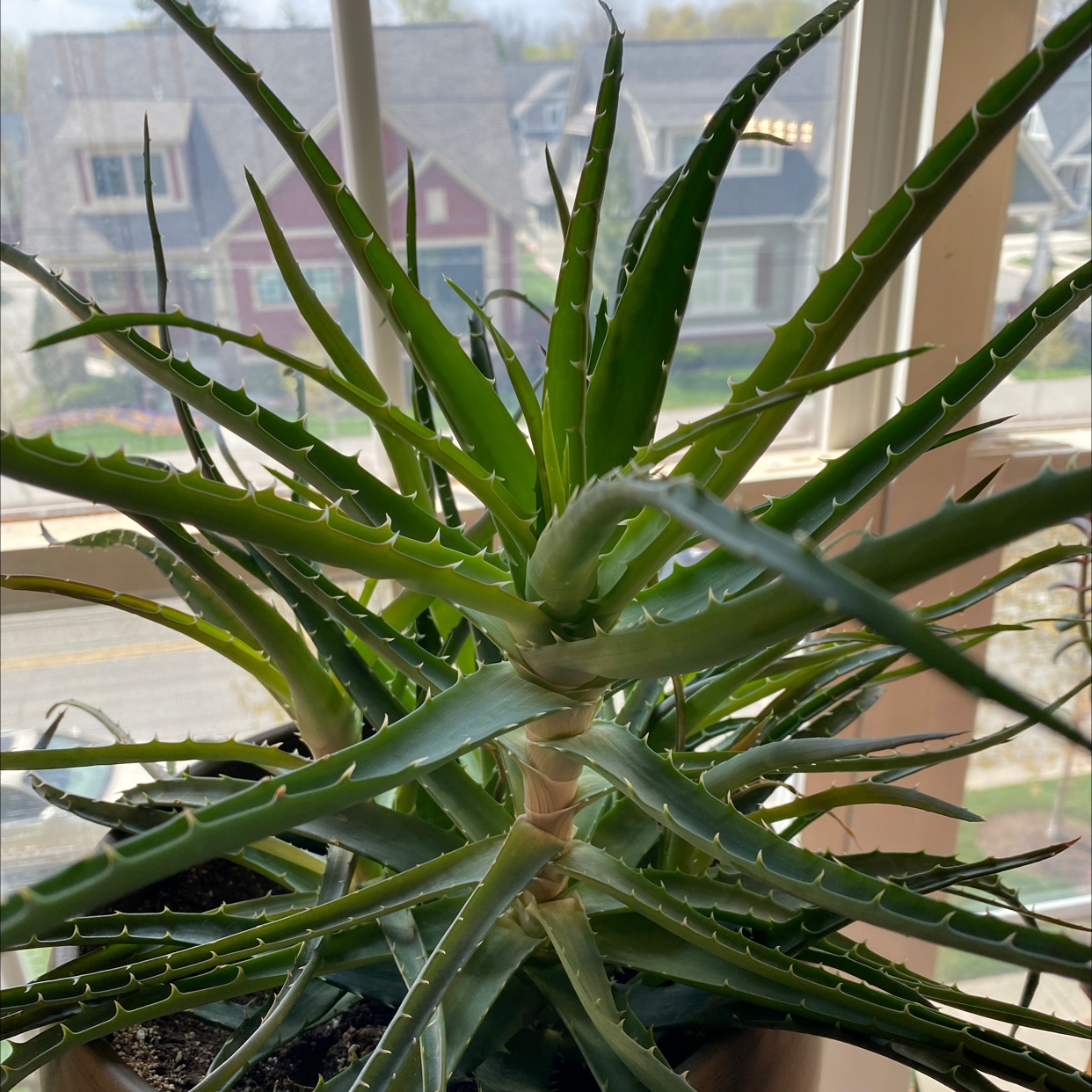 Candelabra Aloe plant with healthy green leaves in a pot by a window.