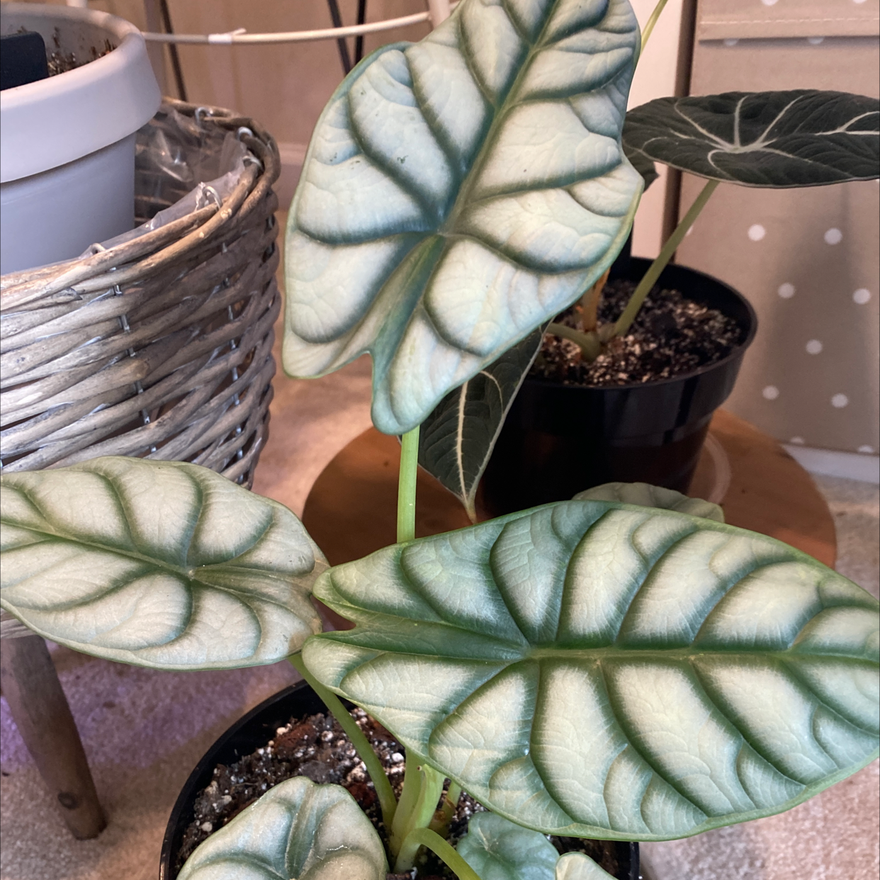 Alocasia 'Dragon Scale' plant with distinct, textured leaves in a pot.