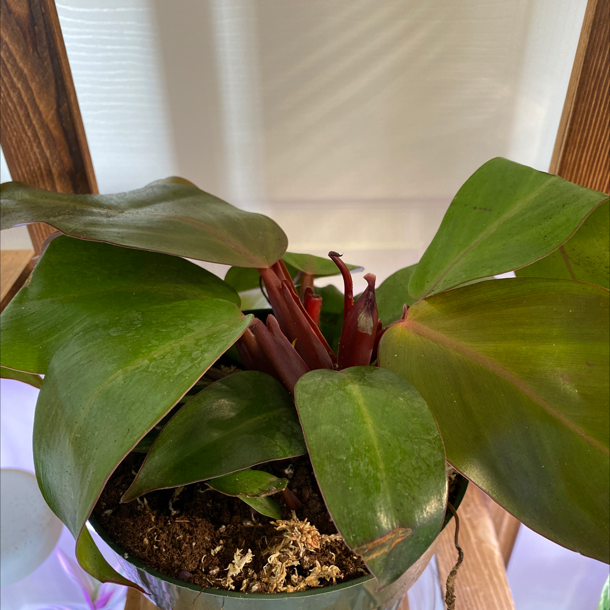McColley's Finale plant with broad, dark green leaves in a pot with visible soil.