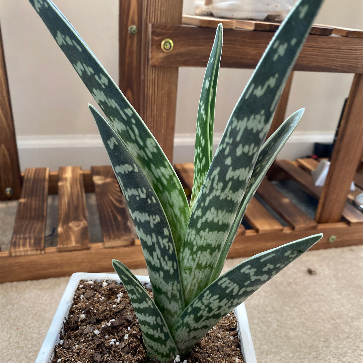 Tiger Aloe plant in a white pot with visible soil, well-framed and in focus.