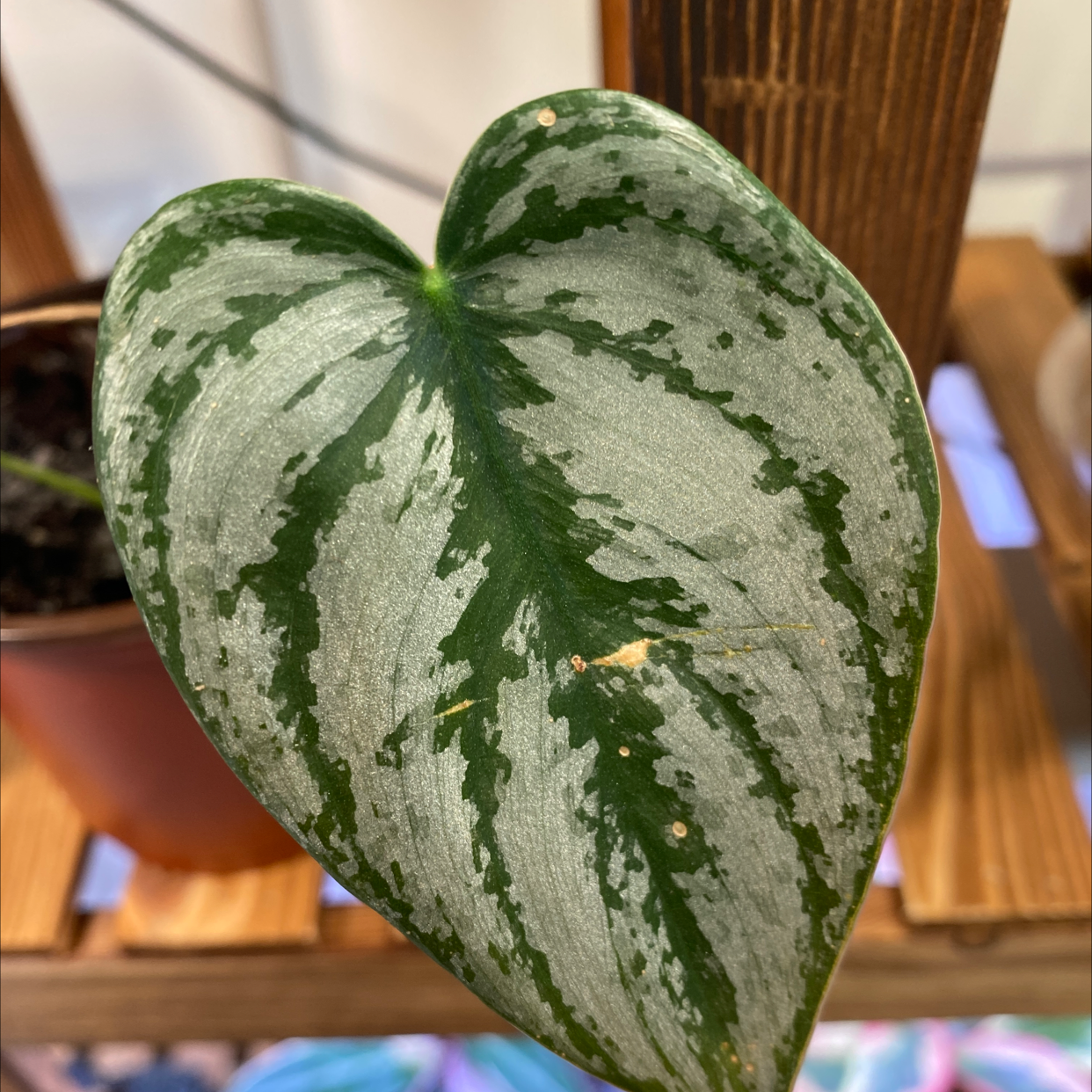 Close-up of a Silver Leaf Philodendron leaf with a distinctive silver and green pattern.